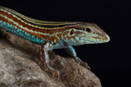 蜥蜴 野生动物 动物 危地马拉 赛跑运动员 墨西哥 条纹照片