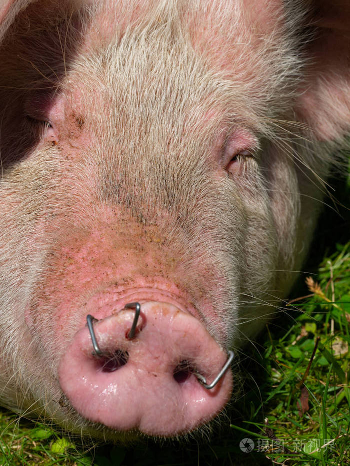 猪鼻子的特写镜头