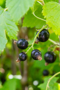 夏天，黑醋栗浆果挂在灌木丛上