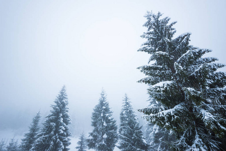 俯视巨大别致的雪冷杉树