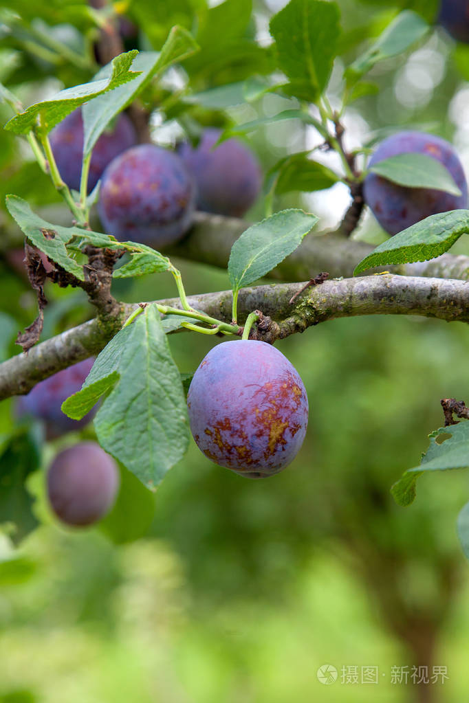 在夕阳的余晖下有成熟多汁的果实的李子树枝