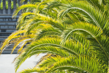 植物学 棕榈 自然 植物 植物区系 树叶 分支 花园