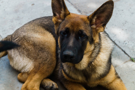 一只年轻的德国牧羊犬在为主人摆姿势。