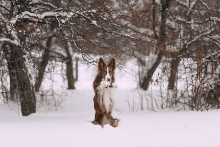 可爱的边境牧羊犬冬天在户外摆姿势