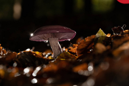 秋雨紫耳图片