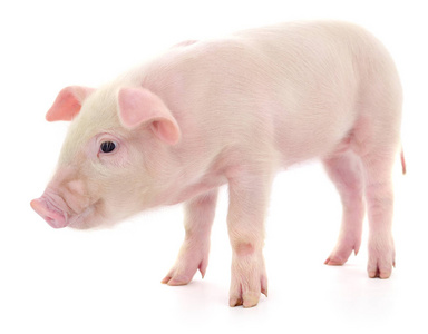 猪白底图片