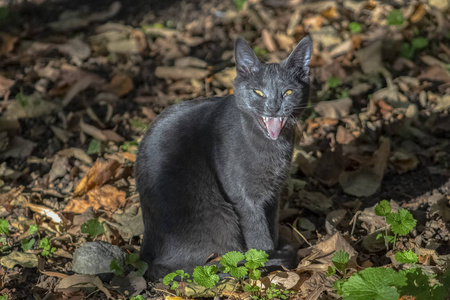 毛茸茸的 可爱的 美丽的 猫科动物 花园 动物 自然 小猫