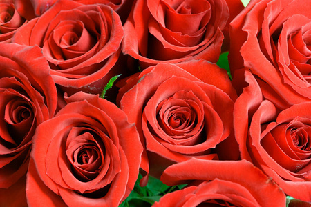 季节 植物区系 玫瑰 盛开 浪漫 开花 自然 在室内 植物