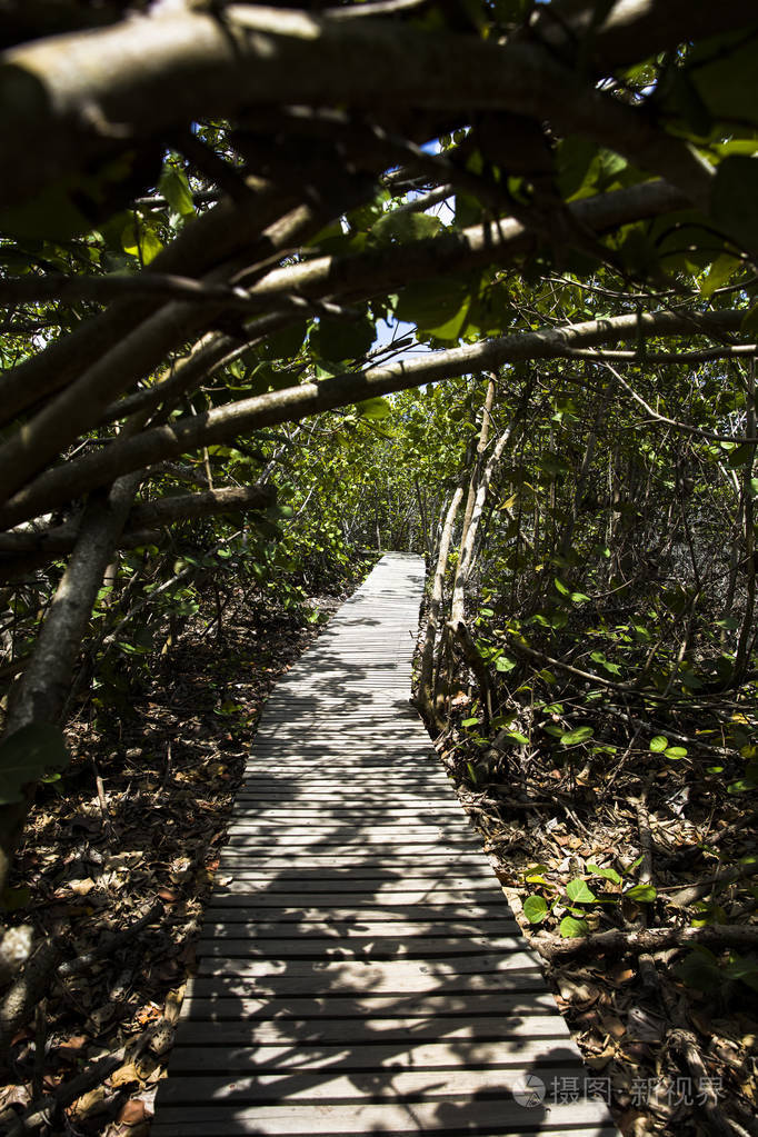 旅游业 夏天 南方 丛林 植被 加勒比 海岸 特写镜头 场景