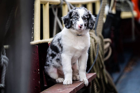 Adoreble sweet dog puppy with fluffy fur. 