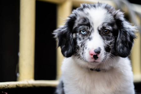 Adoreble sweet dog puppy with fluffy fur. 