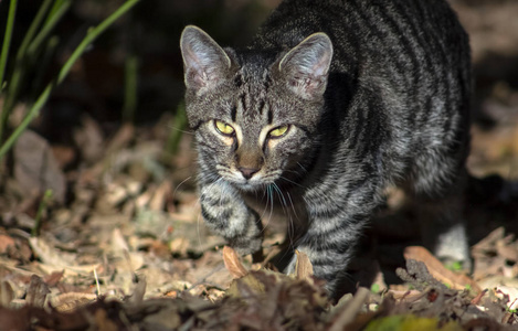 基蒂 肖像 哺乳动物 猫科动物 宠物 动物 可爱极了 面对