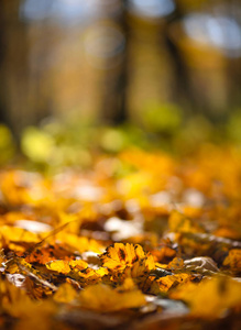 美丽的秋林里，地面上五彩缤纷的树叶