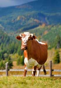 Brown cow with a white pattern on a mountain pasture. 