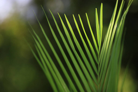 复古的 热带 墙纸 植物学 自然 纹理 花园 植物区系 曲线