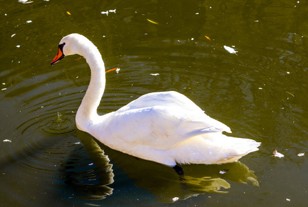 俄罗斯湖上的白天鹅照片