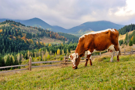 Brown cow with a white pattern on a mountain pasture. 