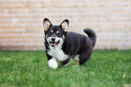 哺乳动物 自然 犬科动物 可爱的 肖像 美好的 三色 繁殖