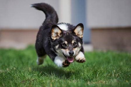 外部 宠物 可爱的 动物 彭布罗克 犬科动物 自然 朋友