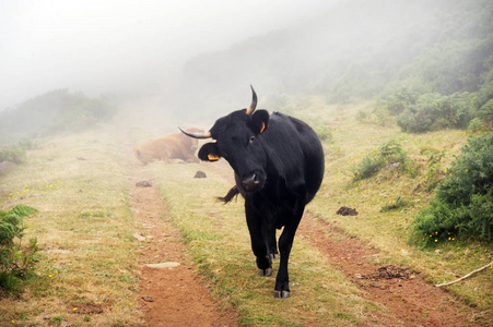 水牛 农场 领域 牦牛 风景 农业 动物 牲畜 野牛 夏天