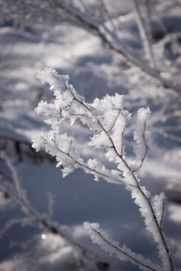 特写镜头 白霜 纹理 圣诞节 分支 雪花 自然 冷冰冰的