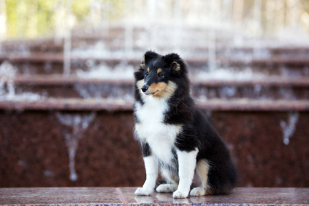 血统 哺乳动物 毛皮 牧羊人 犬科动物 纯种 可爱极了 设得兰