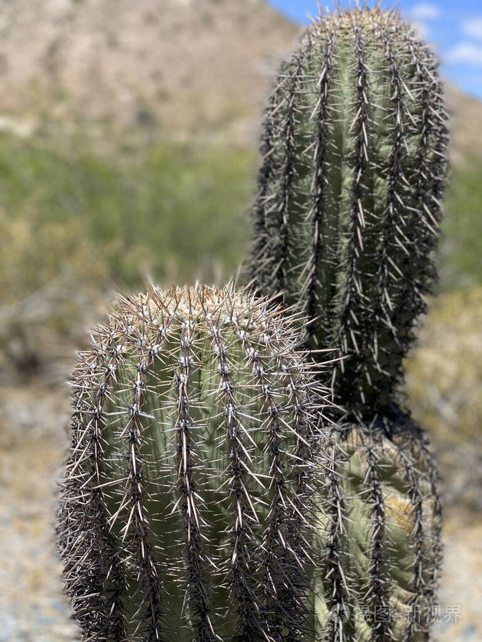 凤凰城亚利桑那州沙漠中的仙人掌