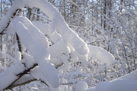 冬天森林里积雪累累的树枝图片