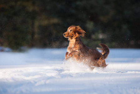 冬天 寒冷的 肖像 宠物 可爱极了 犬科动物 可爱的 长的