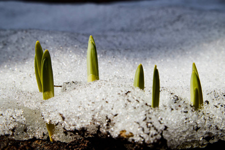 早春褐色的地面和雪地上的绿草嫩芽照片
