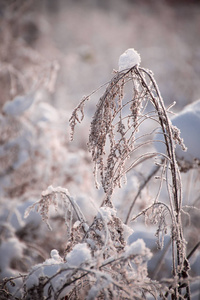 场景 寒冷的 纹理 美丽的 冻结 冬天 晶体 风景 白霜