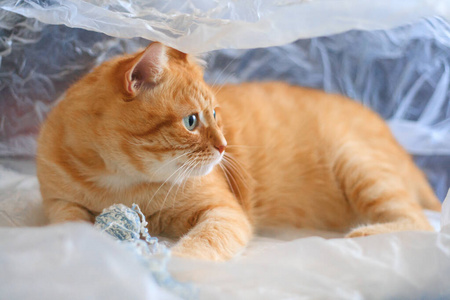 猫在塑料袋里玩线球。