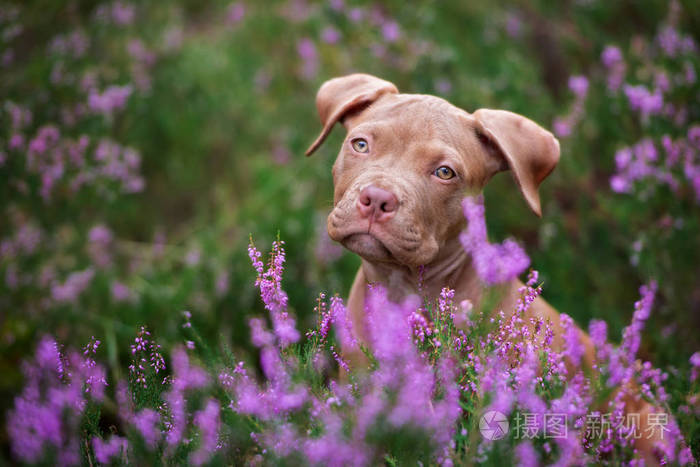 耳朵 秋天 猎犬 繁殖 自然 幼犬 犬科动物 宠物 美丽的