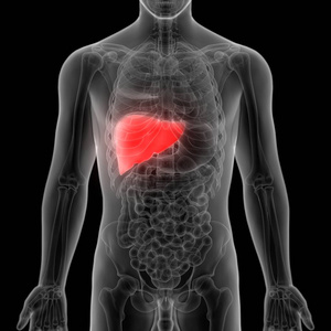 胆囊 人类 炎症 医学 身体 照顾 器官 肝脏 癌症 生物学