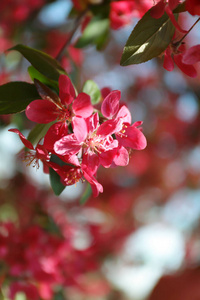 细枝 植物 树叶 果园 季节 夏天 花儿 植物区系 颜色
