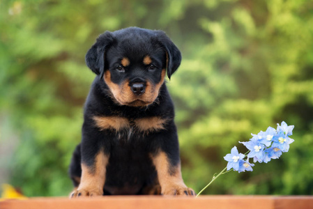 繁殖 自然 甜的 动物 可爱的 美丽的 犬科动物 公园 可爱极了