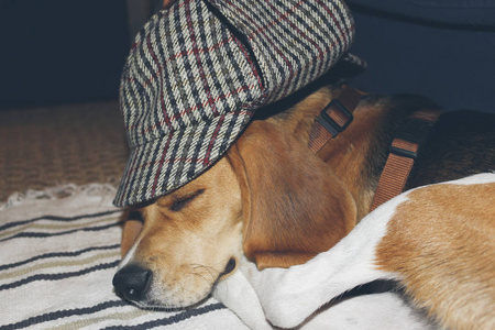 小猎犬睡在地毯上，有一个有趣的经典英国人
