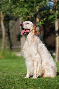 犬科动物 美女 漂亮的 夏天 英语 动物 宠物 可爱的 毛皮