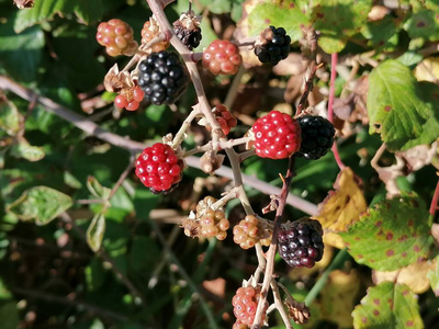 水果 浆果 甜的 灌木 黑莓 花园 分支 植物 自然 食物