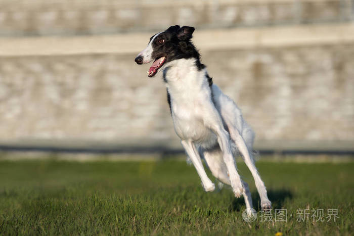 美女 夏天 猎狼犬 宠物 头发 动物 猎狼 狩猎 纯种 美丽的