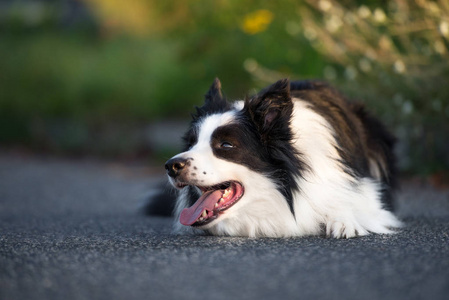 肖像 边境 哺乳动物 喘气 宠物 自然 美女 犬科动物 舌头