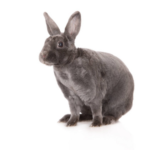 耳朵 兔子 肖像 野生动物 宠物 雷克斯 自然 哺乳动物