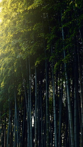  Bamboo forest in the sunlight. Natural ecological material. Spa