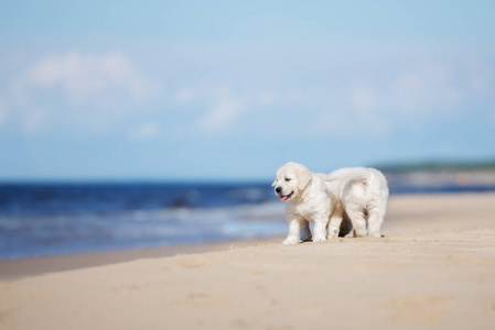 宝贝 犬科动物 小狗 拉布拉多 可爱极了 海滩 乐趣 甜的