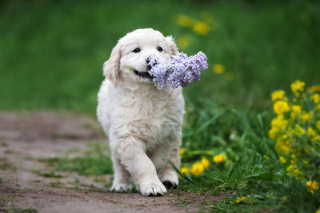 小狗 微笑 取来 外部 花园 行走 动物 美丽的 春天 宠物