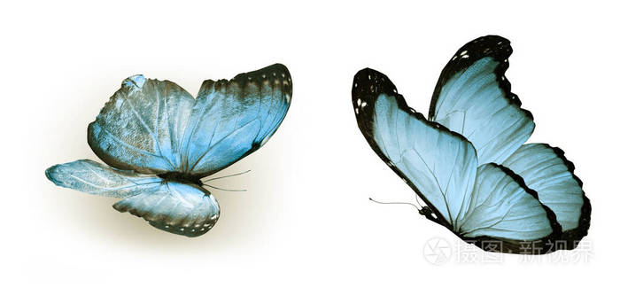 昆虫 庆祝 野生动物 自由的 特写镜头 阴影 蝴蝶 环境