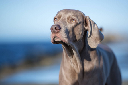 宠物 动物 肖像 犬科动物 自然 海滩 夏天 可爱的 猎犬