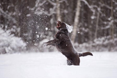 可爱极了 成人 动物 公园 犬科动物 宠物 繁殖 森林 下雪