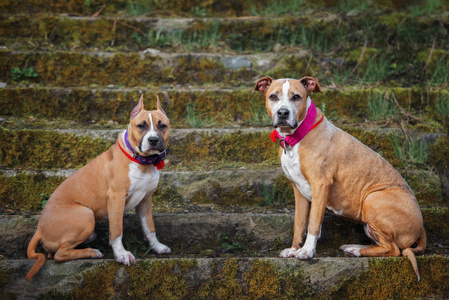 宠物 成人 肖像 自然 斗牛犬 漂亮的 肌肉 美国人 猎犬