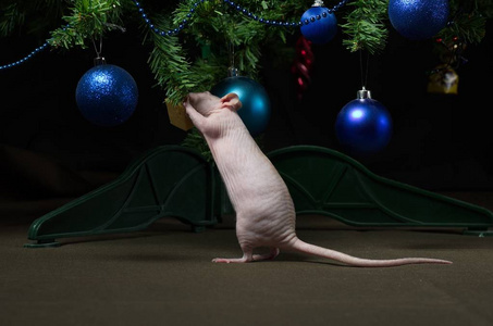 圣诞树上的装饰老鼠。